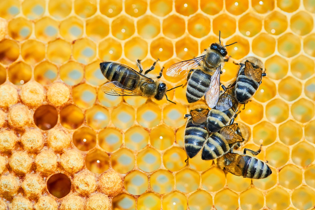 Bee-and-Wasp-Removal-Experts-on-How-Bees-Make-Hives