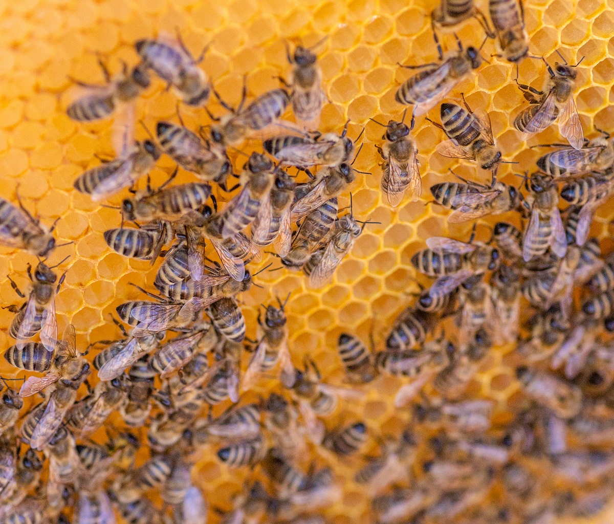 Call-Bee-and-Wasp-Removal-Experts-to-Safely-Remove-a-Beehive-Near-Your-Home