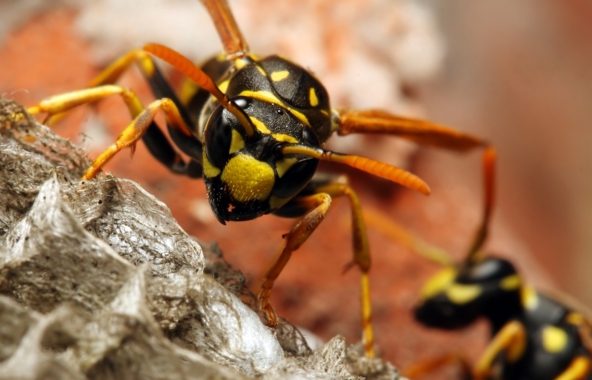 factors-that-can-lead-to-bees-and-wasps-settling-in-or-near-your-house-according-to-bee-and-wasp-removal-experts