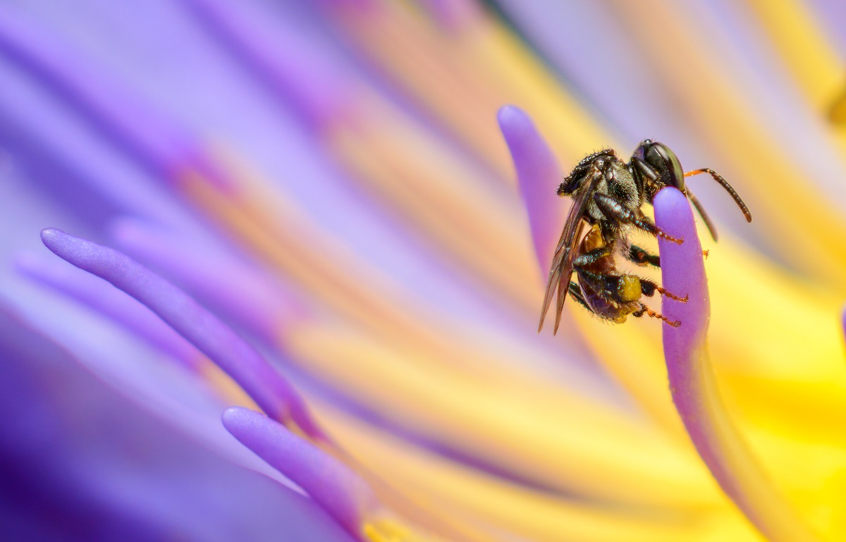 five-facts-about-bee-stings-from-the-bee-and-wasp-removal-near-me